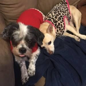 Meet your Posher, Cookie